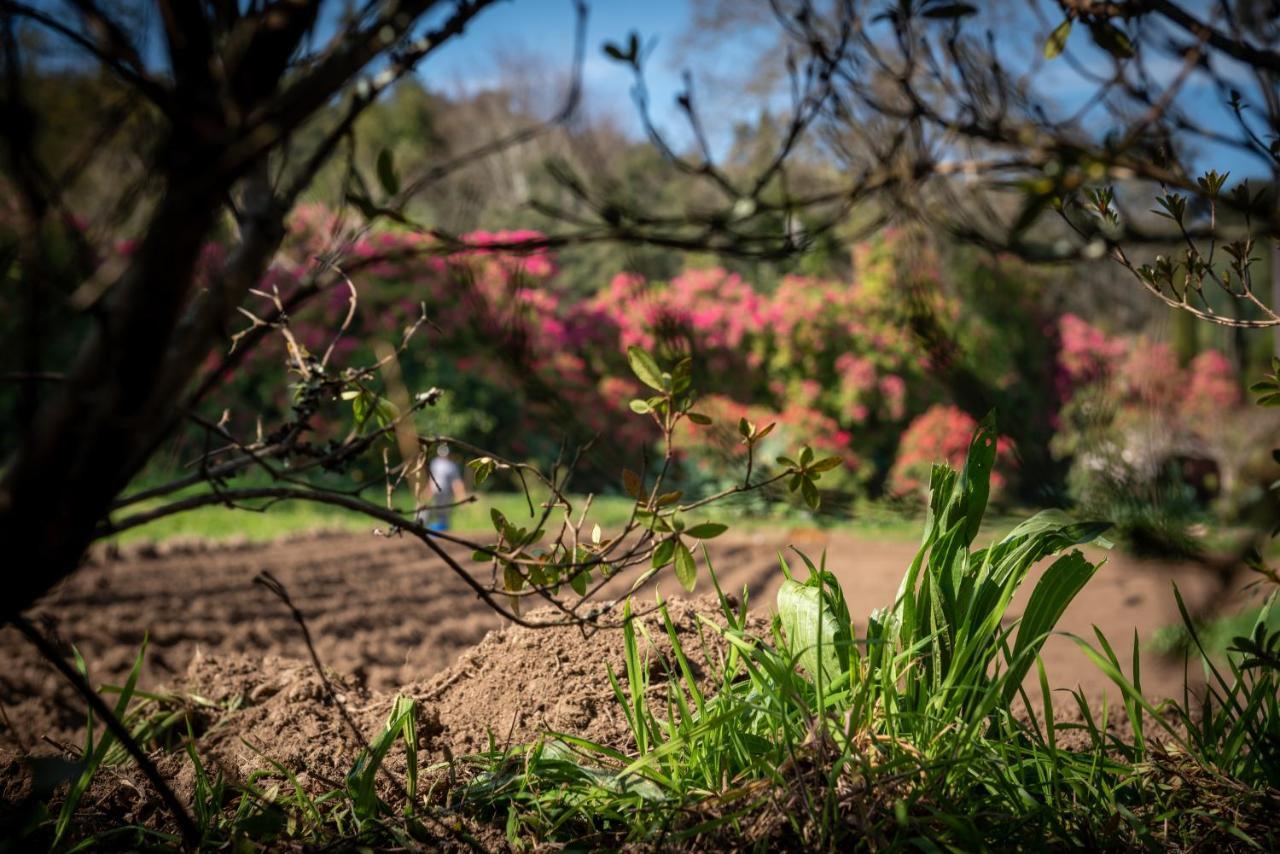 Гостевой дом Quinta De Mouraes Casa Dos Rododendros Lever Экстерьер фото