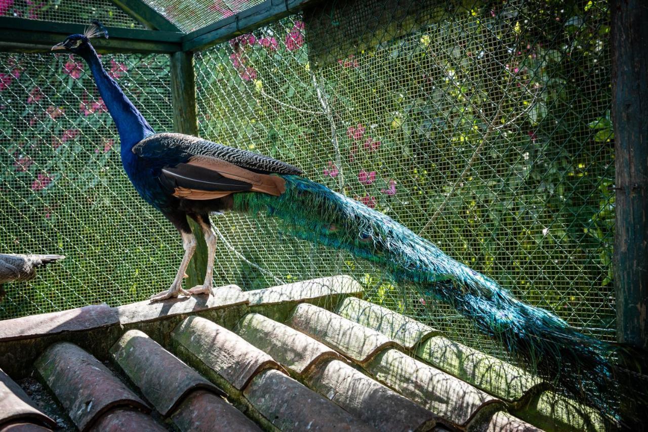 Гостевой дом Quinta De Mouraes Casa Dos Rododendros Lever Экстерьер фото